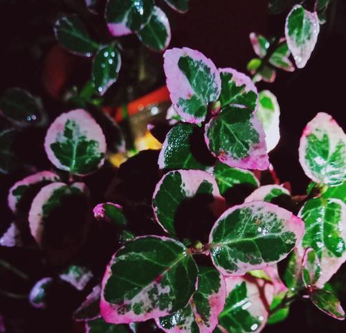 海桐花花语是什么？海桐花的寓意和象征有哪些？