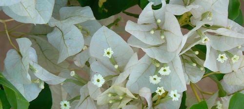 海桐花花语是什么？海桐花的寓意和象征有哪些？