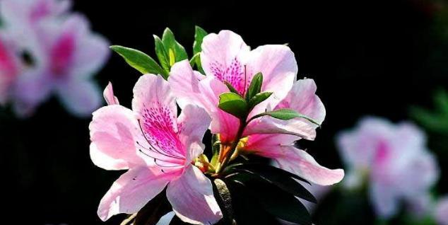 海桐花花语是什么？海桐花的寓意和象征有哪些？