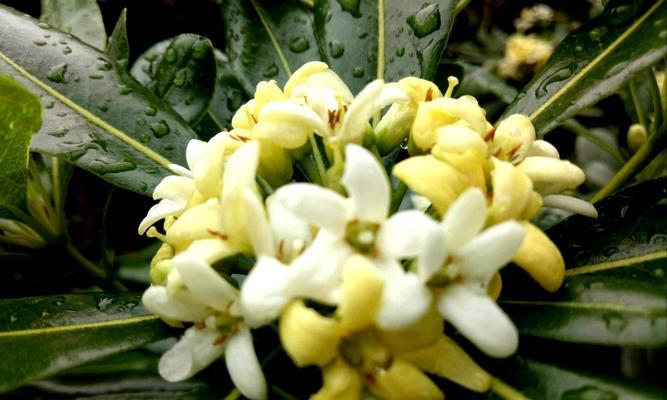 海桐花语是什么意思？海桐花的象征意义有哪些？