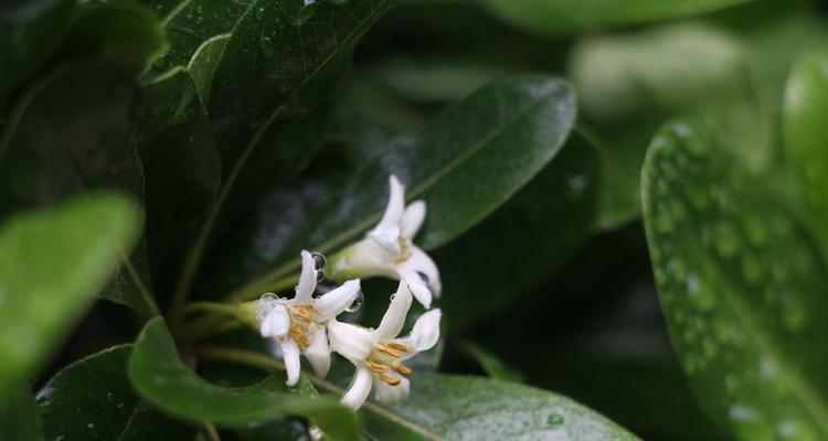 海桐花语是什么意思？海桐花的象征意义有哪些？