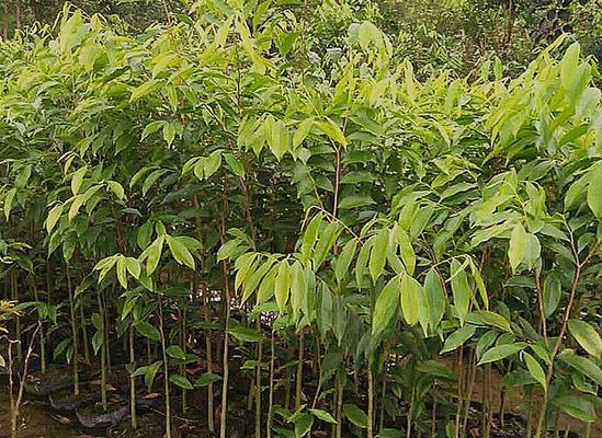 沉香木是什么树长什么样子？如何辨别真正的沉香木？