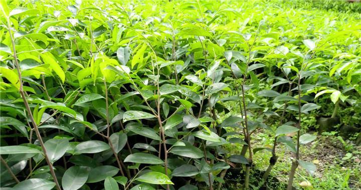 沉香木种植条件是什么？生长环境的气候条件有哪些要求？