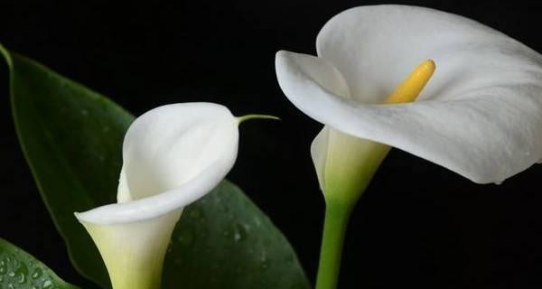 海芋花的花语是什么？如何正确解读海芋花的含义？