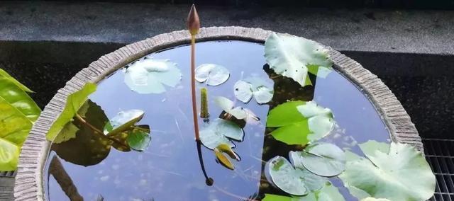 海芋花的花语是什么？如何正确解读海芋花的含义？