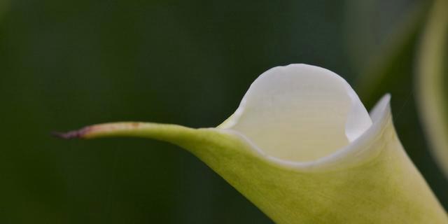 海芋花花语是什么？如何正确解读海芋花的含义？