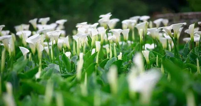 海芋花花语是什么？如何正确解读海芋花的含义？
