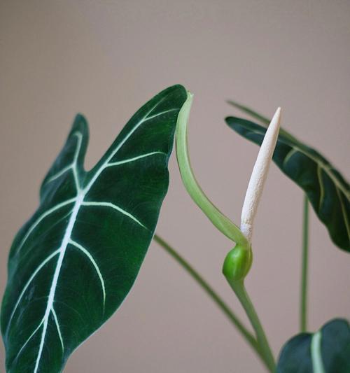 海芋花语是什么？海芋的传说有哪些？