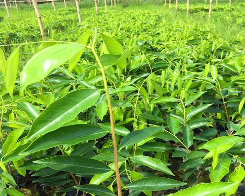 沉香适合什么地方种植？最佳种植环境和条件是什么？