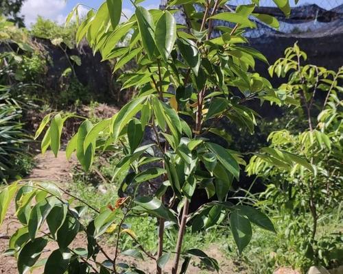 沉香适合什么地方种植？最佳种植环境和条件是什么？