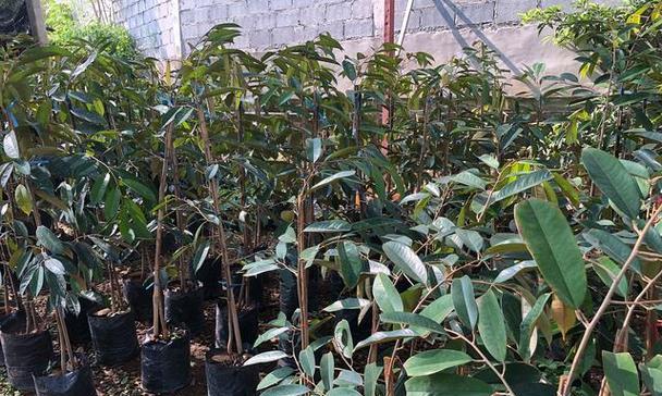 沉香适合什么地方种植？最佳种植环境和条件是什么？