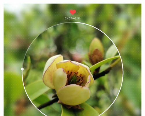 含笑花的花语有哪些含义？