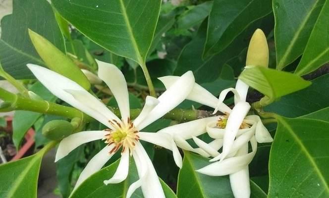 含笑花的花语有哪些含义？