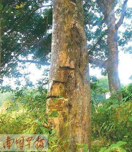 沉香树在风水中扮演什么角色？它的寓意有哪些？