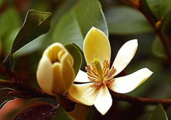 含笑花的寓意是什么？如何正确理解含笑花的象征意义？