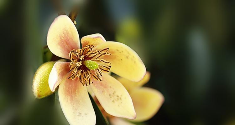 含笑花的寓意是什么？如何正确理解含笑花的象征意义？