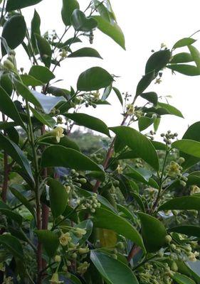 沉香树几年结果实？如何判断沉香树的成熟期？