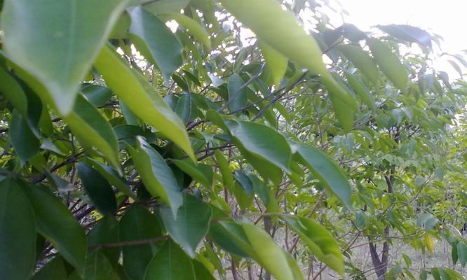 沉香树几年结果实？如何判断沉香树的成熟期？