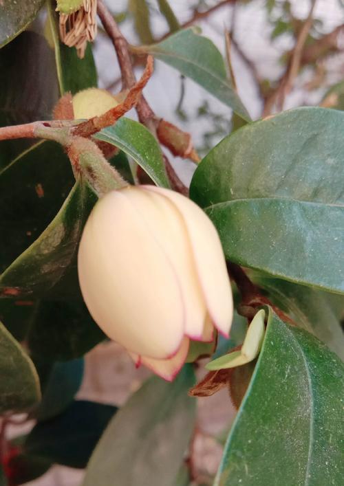 含笑花象征着什么？含笑花的寓意有哪些常见问题？