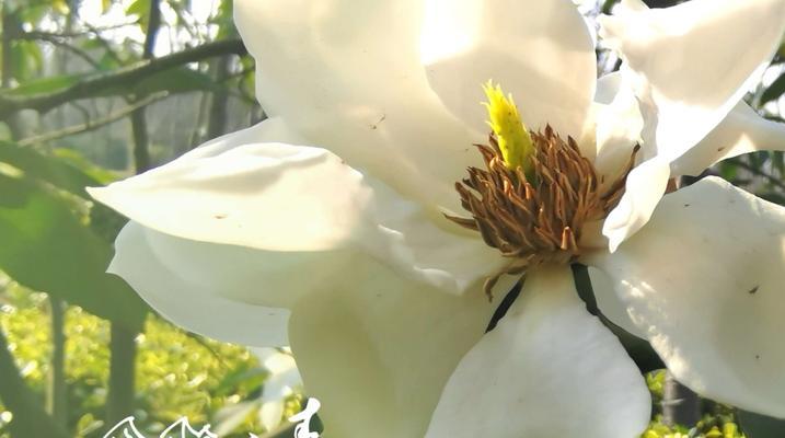 含笑花象征着什么？含笑花的寓意有哪些常见问题？