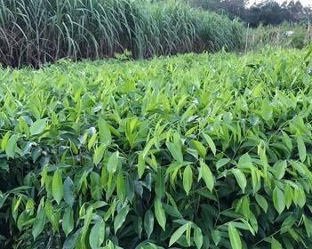 沉香树苗在北方能种植吗？哪些地区最适合种植沉香树苗？