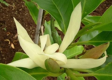 含笑花花语是什么意思？如何正确解读含笑花的花语含义？