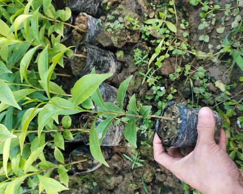沉香树苗在北方能种植吗？哪些地区最适合种植沉香树苗？