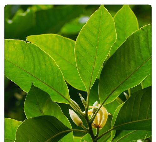 含笑花花语是什么意思？如何正确解读含笑花的花语含义？