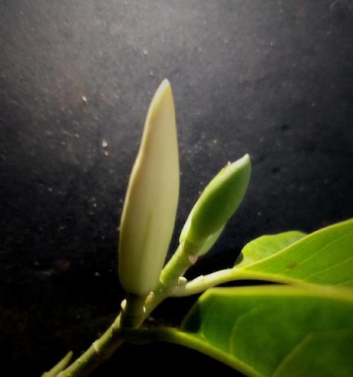 含笑花的花语是什么？含笑花背后有哪些美丽的故事？