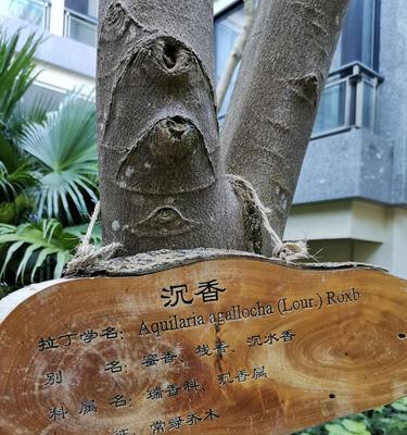 沉香树的生长环境条件是什么？它有哪些独特特点？