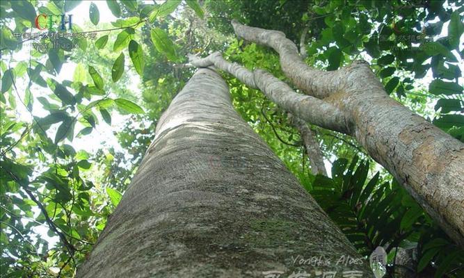 沉香树属于国家保护植物吗？如何合法种植和交易？