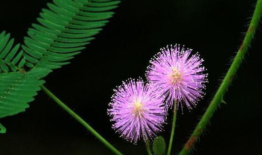 含羞草的花语和寓意是什么？含羞草象征着什么意义？