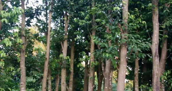 沉香树种植条件是什么？环境与气候要求有哪些？