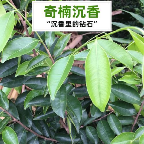 沉香树种植条件是什么？环境与气候要求有哪些？