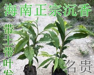 沉香有多少品种？如何辨别不同品种的沉香？