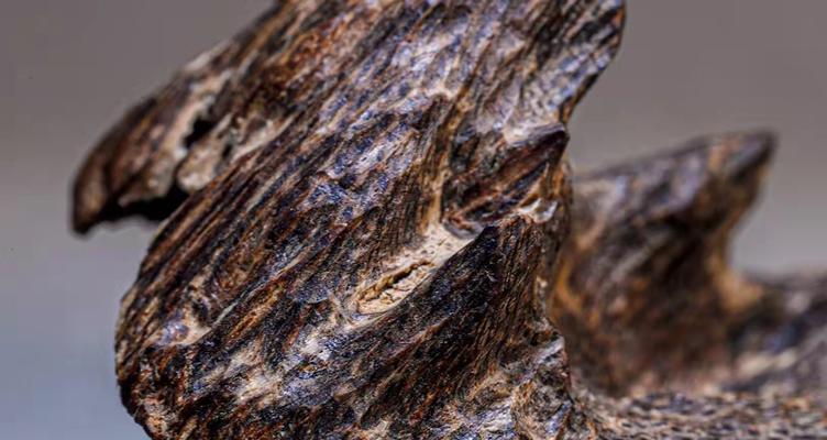 沉香的药用价值是什么？如何正确使用沉香进行治疗？