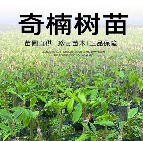 沉香种植方法有哪些？如何提高沉香种植的成功率？