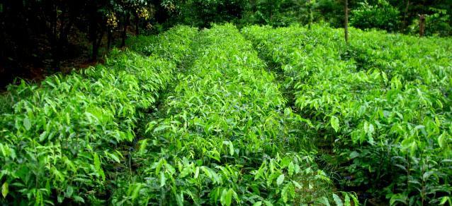 沉香种植方法有哪些？如何提高沉香种植的成功率？