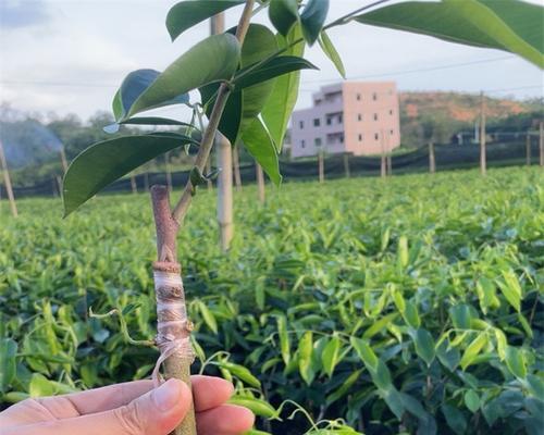 沉香种植方法有哪些？如何提高沉香种植的成功率？