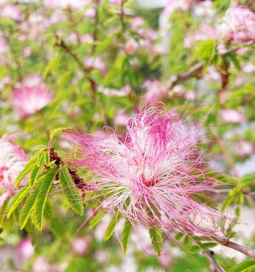 合欢花象征什么？合欢花的寓意有哪些常见问题？