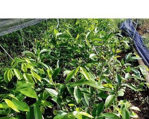 沉香种子播种方法是什么？如何确保种子发芽率高？