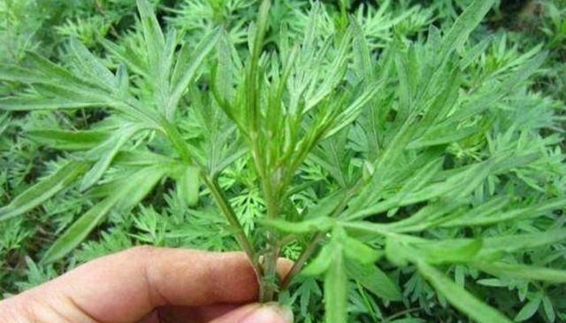 陈艾和艾草是同一种植物吗？它们的区别在哪里？