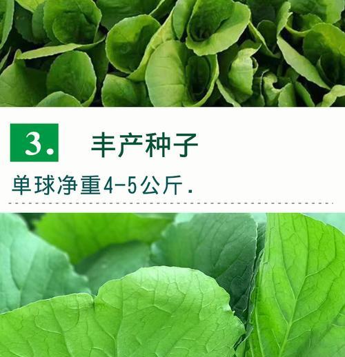 陈白菜籽可以种吗？种植白菜籽的正确方法和注意事项是什么？
