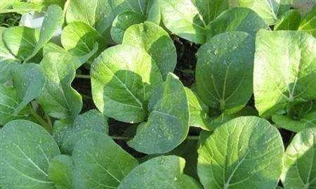 陈白菜籽可以种吗？种植白菜籽的正确方法和注意事项是什么？