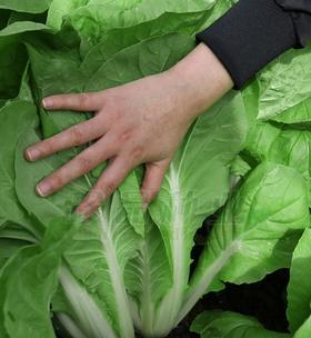 陈白菜籽可以种吗？种植白菜籽的正确方法和注意事项是什么？