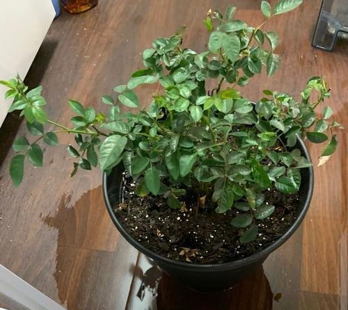 陈大米能用作肥料吗？使用方法和效果如何？