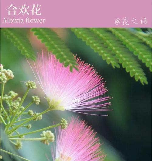 合欢花语是什么意思？合欢花代表了哪些情感？