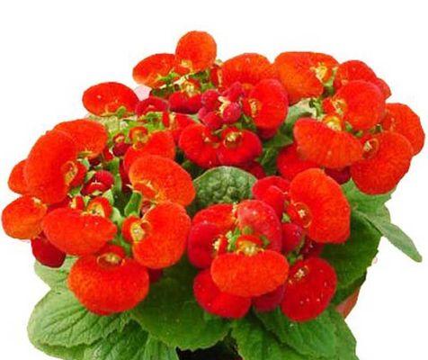 荷包花花语有哪些含义？