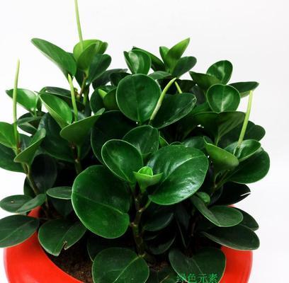 成都地区种什么花卉植物合适？如何选择适合本地气候的植物种类？