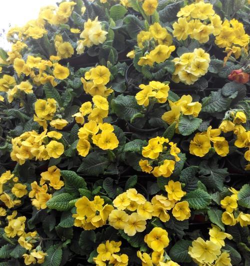 成都地区种什么花卉植物合适？如何选择适合本地气候的植物种类？